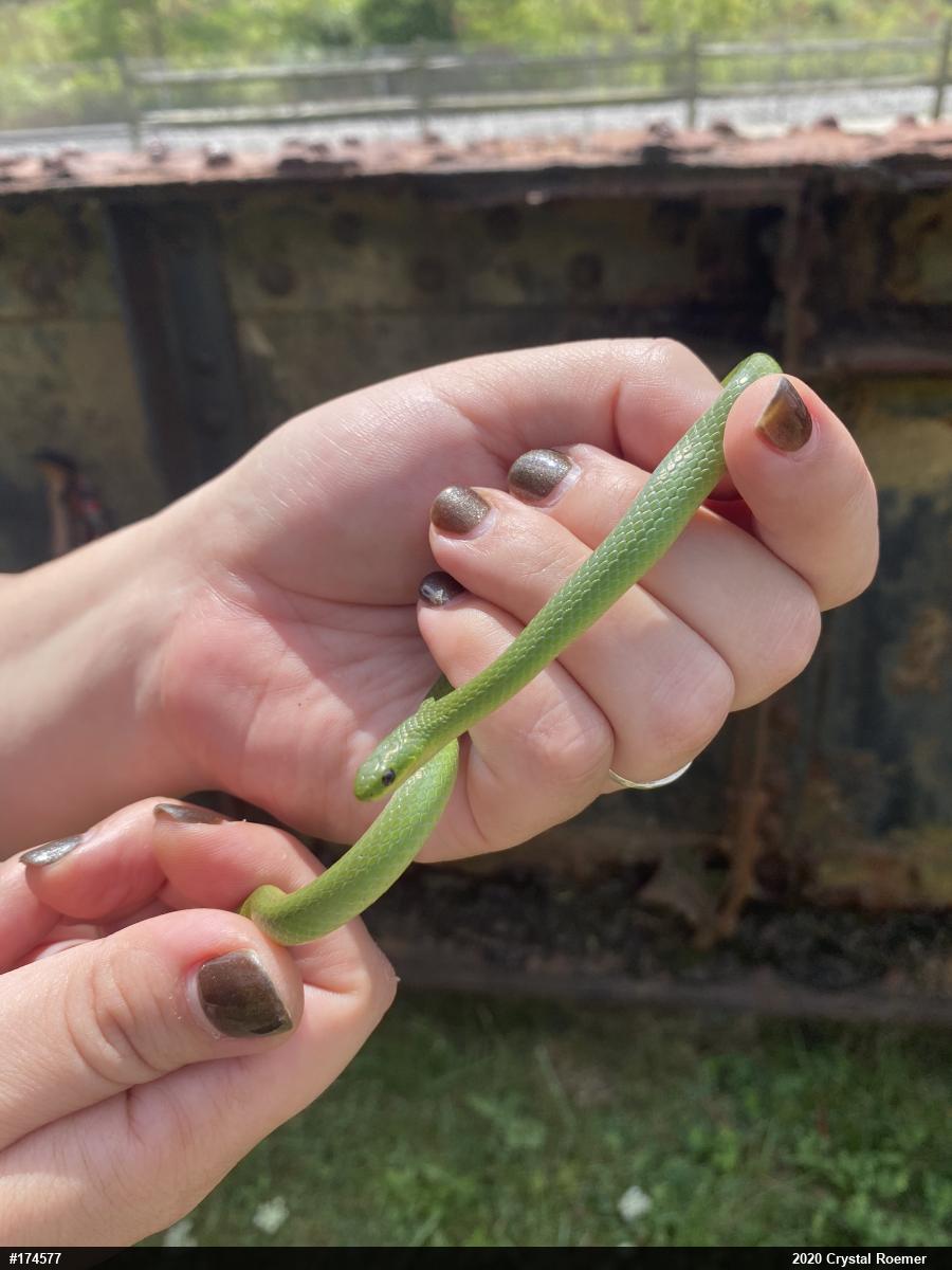Smooth Greensnake