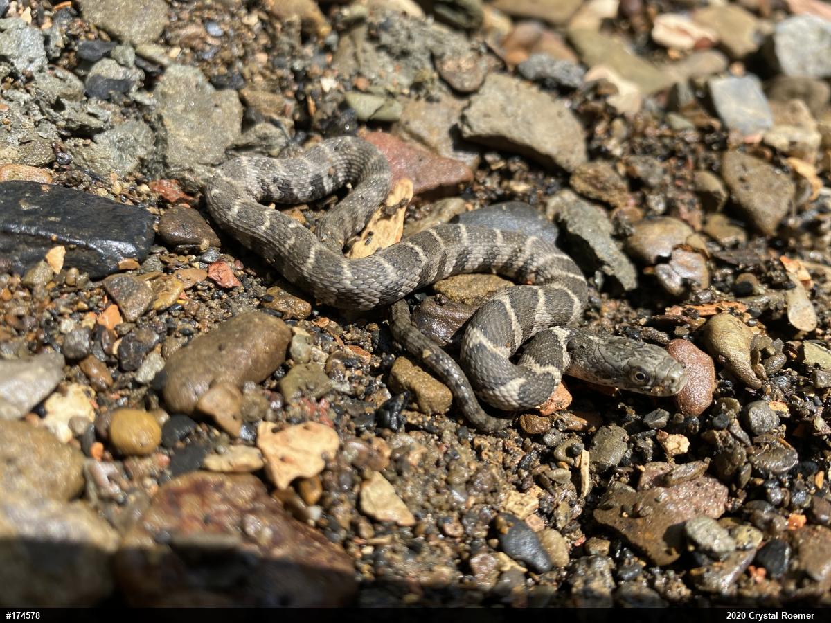 Northern Watersnake