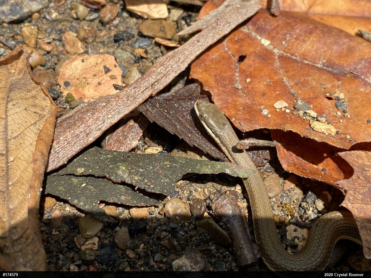 Queensnake