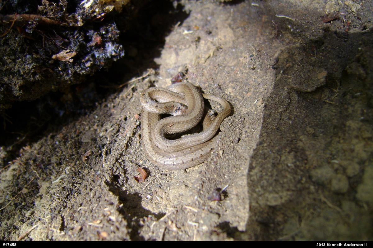 Dekay's Brownsnake