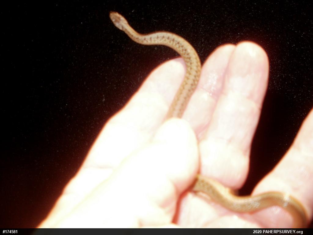 Dekay's Brownsnake
