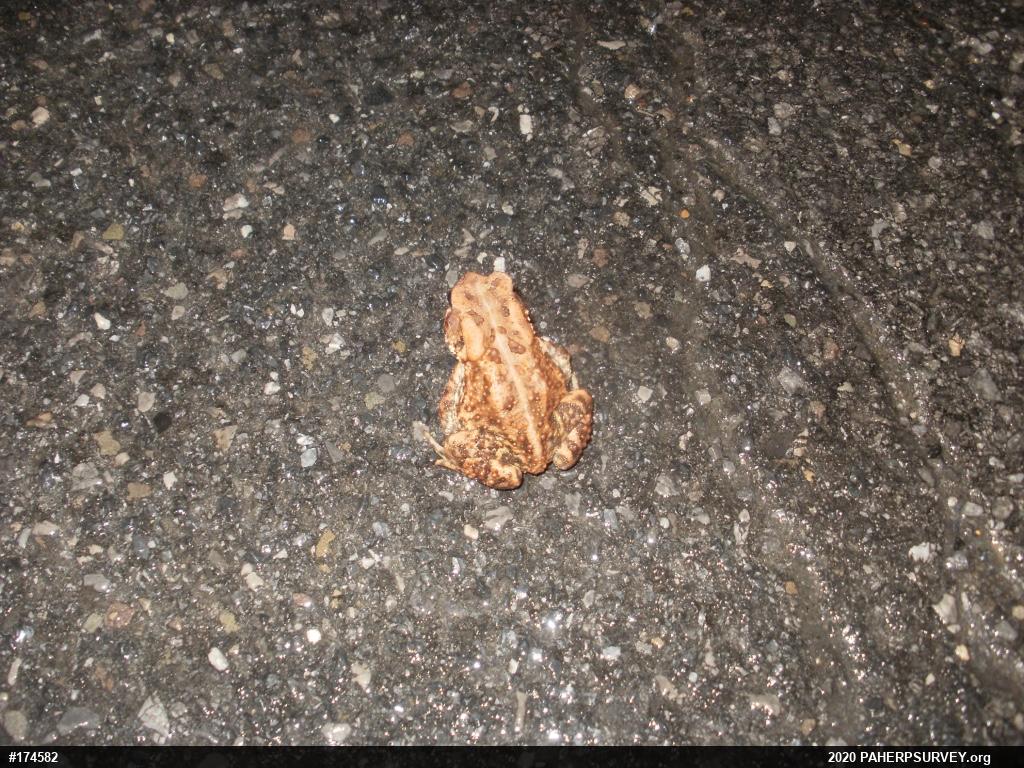 Eastern American Toad