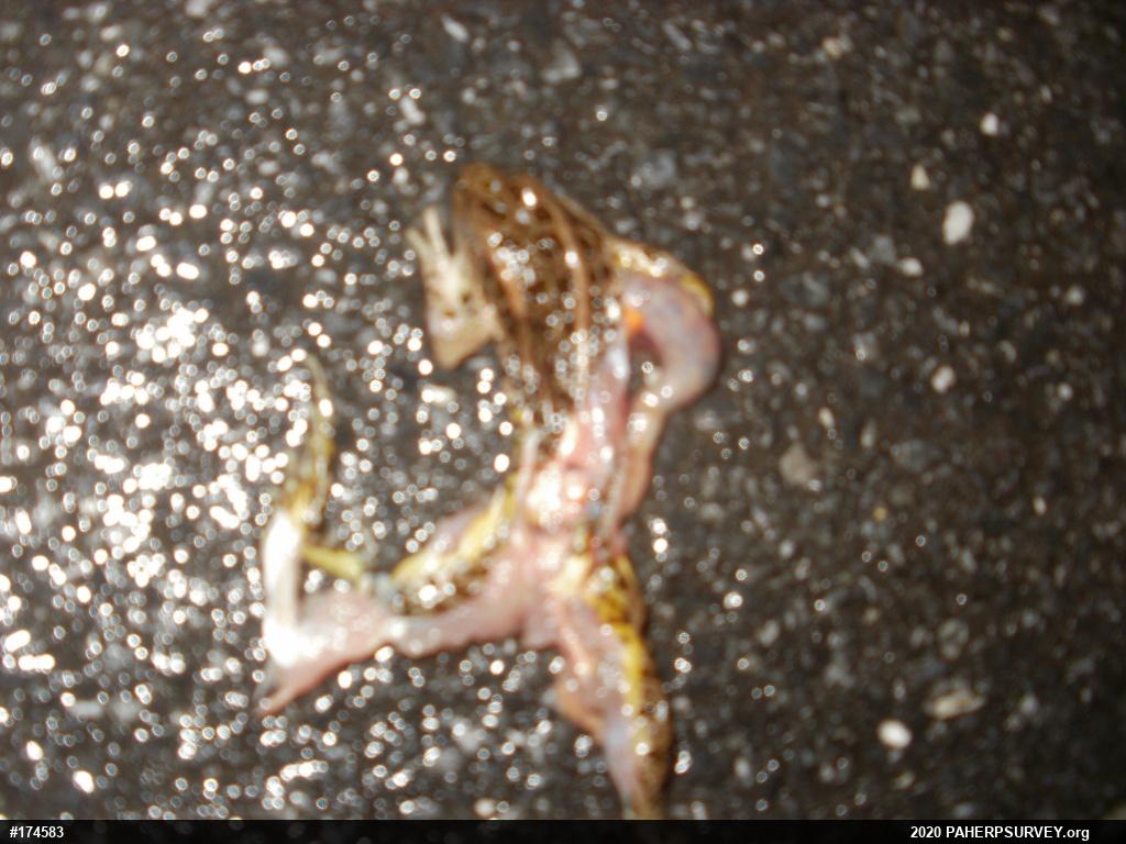 Pickerel Frog