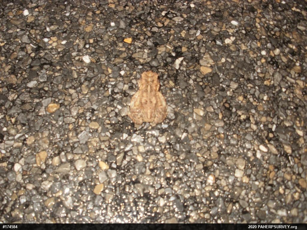 Eastern American Toad