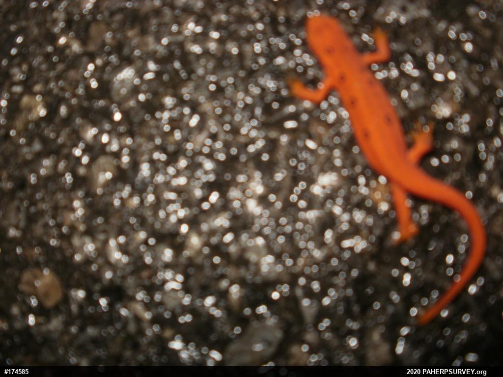 Red-spotted Newt