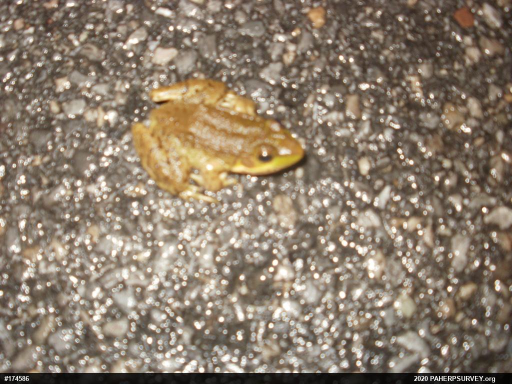 Green Frog