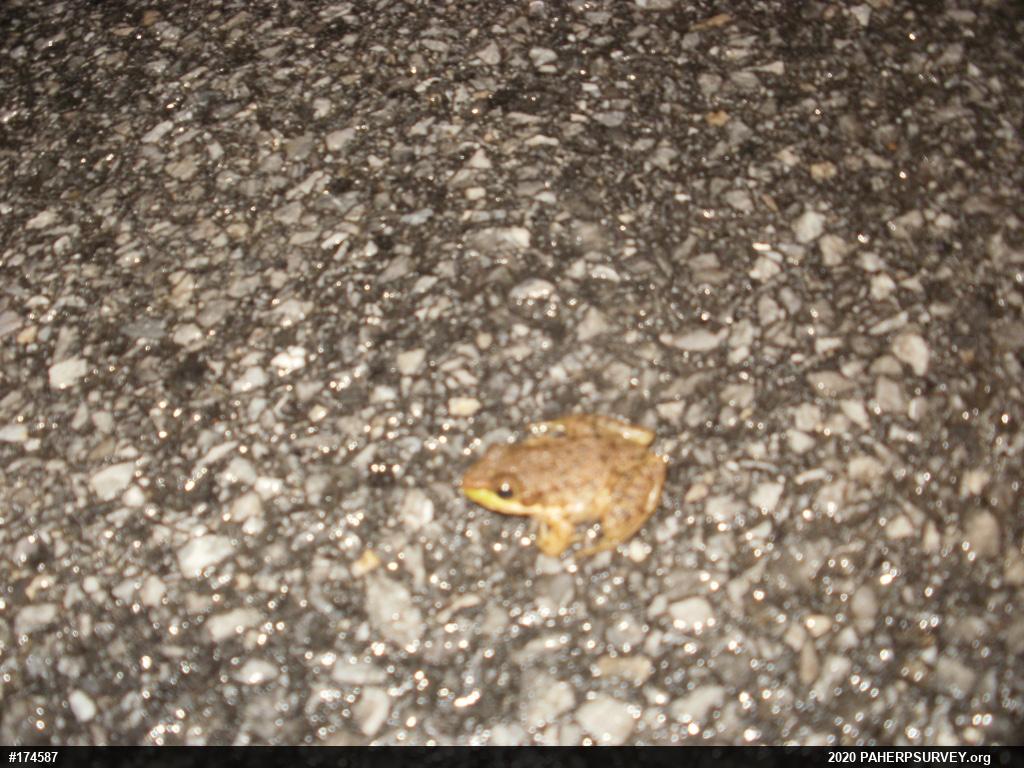 Green Frog