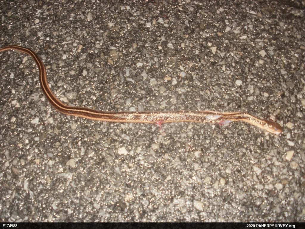 Eastern Gartersnake