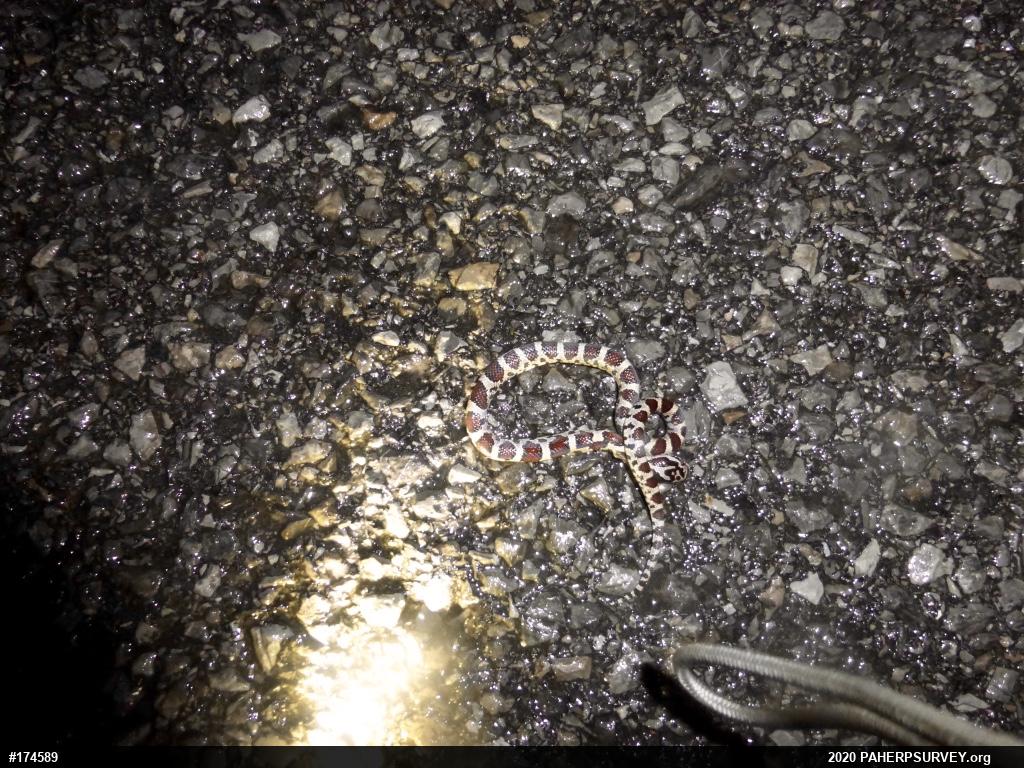 Eastern Milksnake