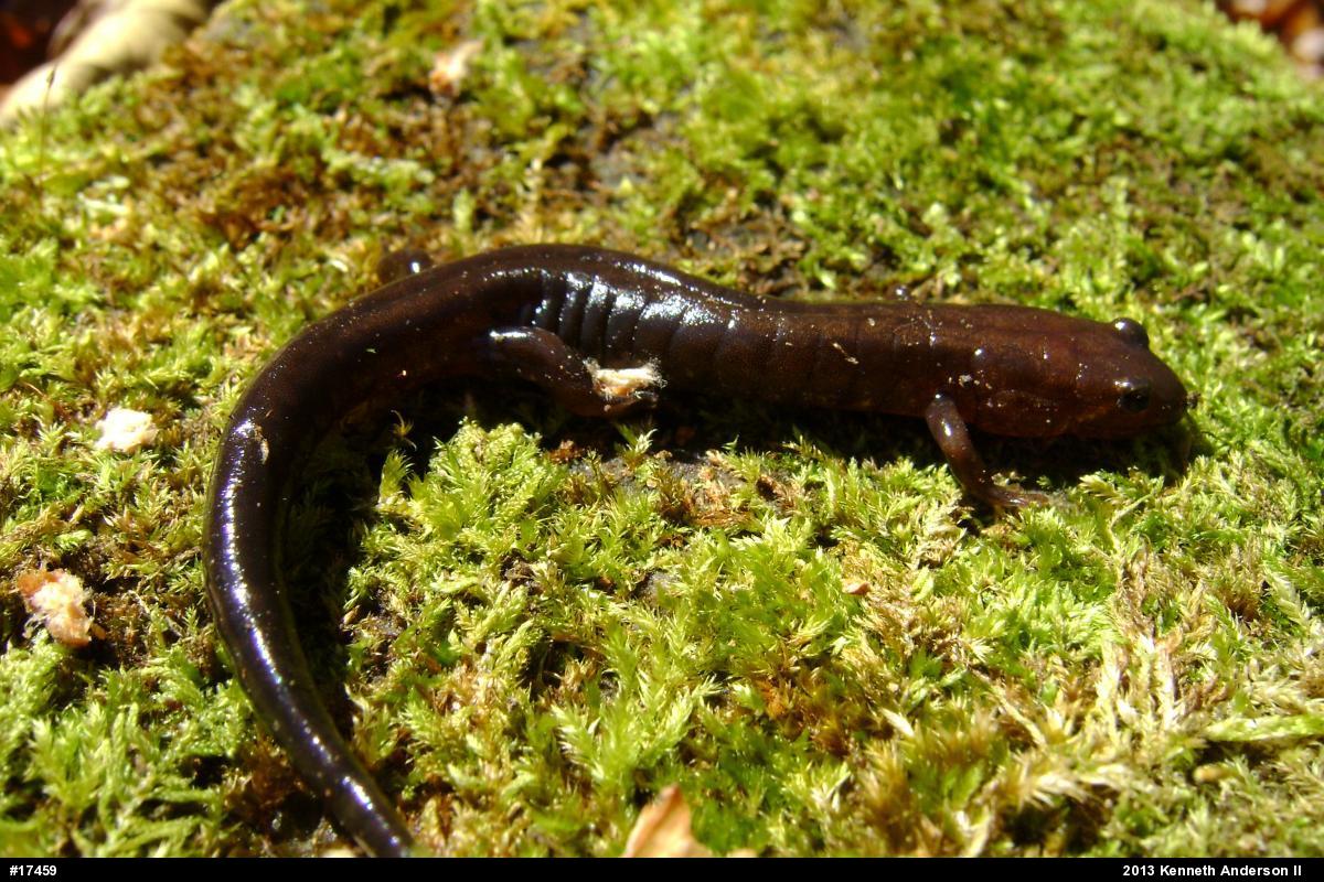Allegheny Mountain Dusky Salamander