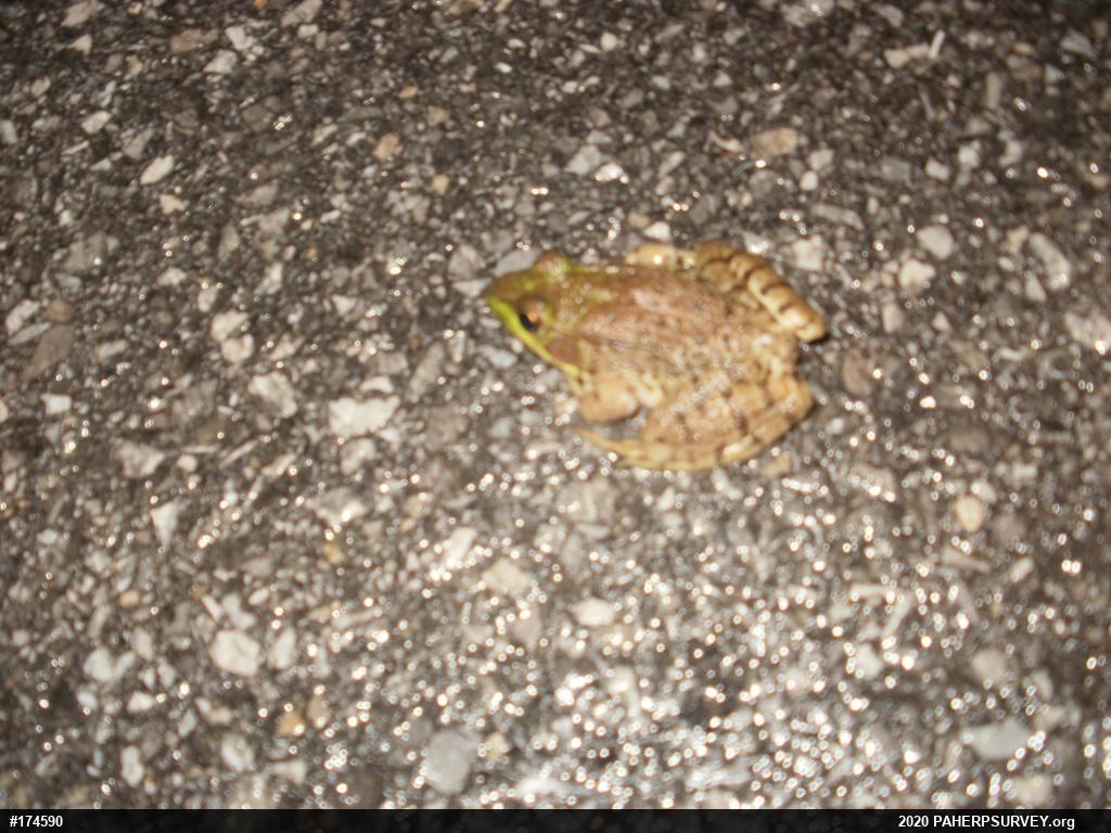 Green Frog
