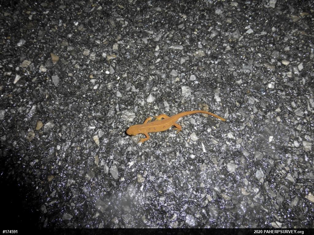 Red-spotted Newt