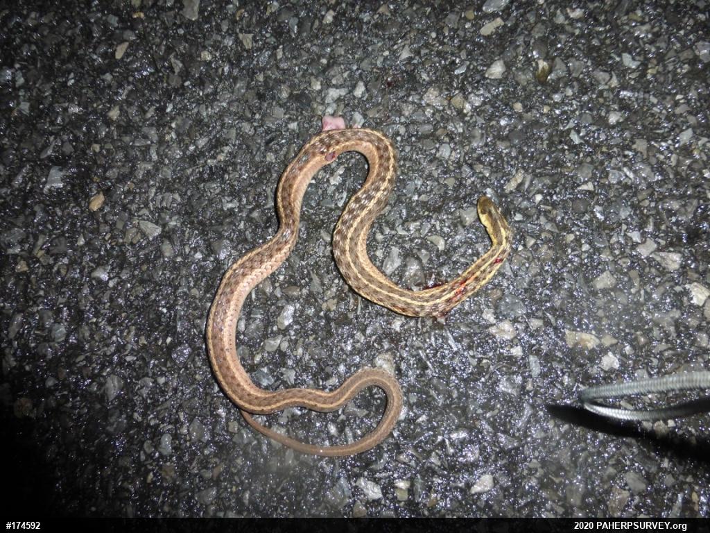 Eastern Gartersnake