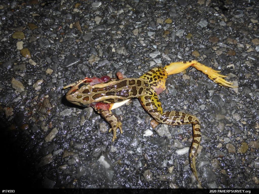 Pickerel Frog
