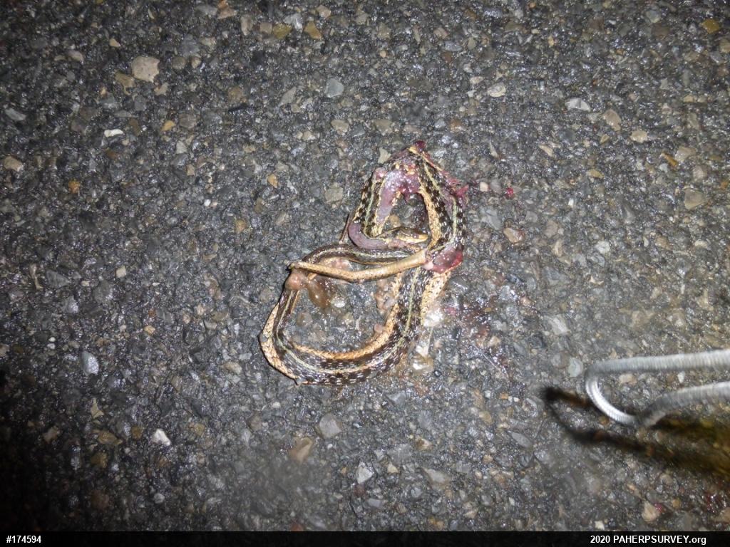 Eastern Gartersnake