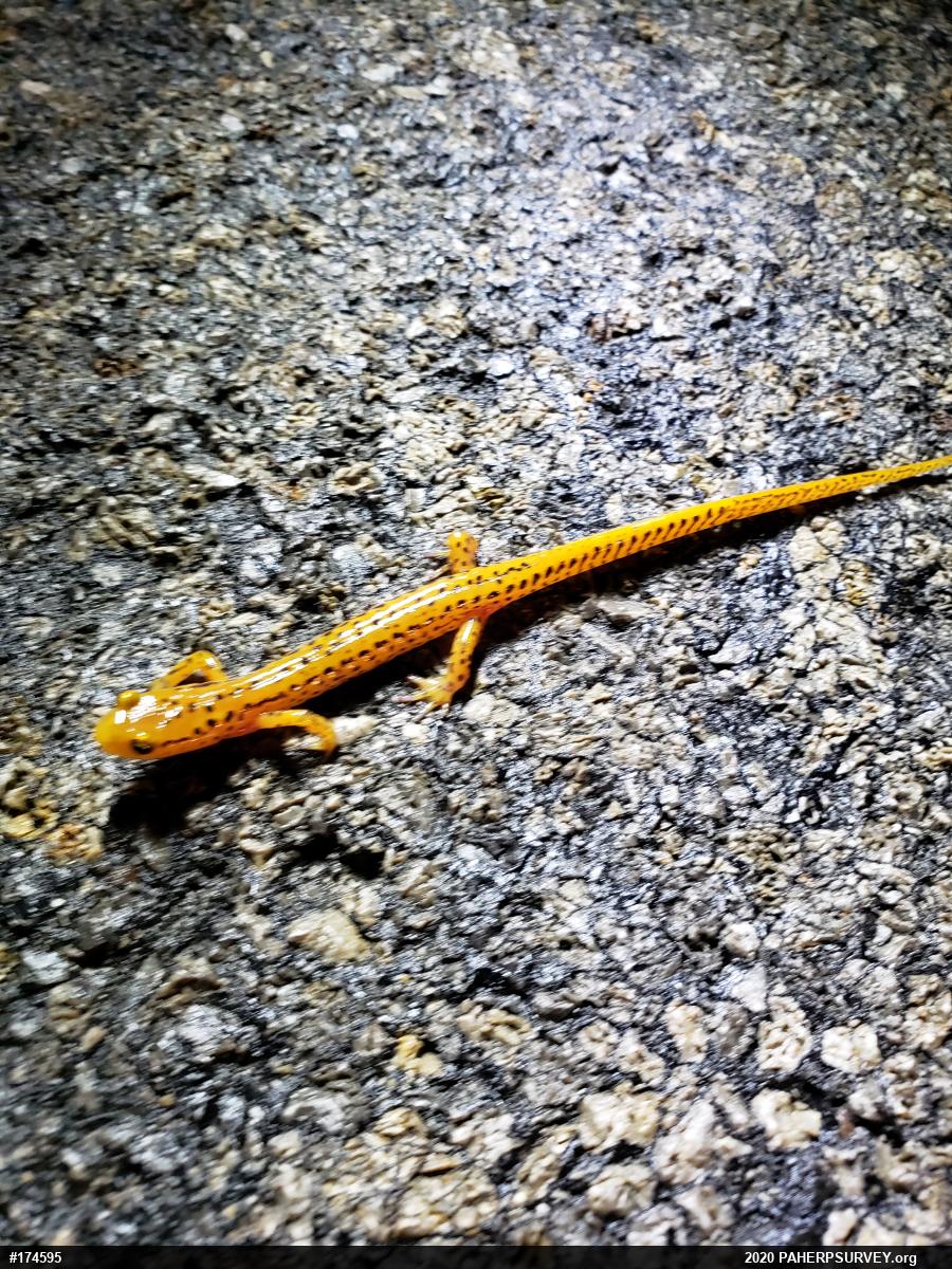 Eastern Long-tailed Salamander