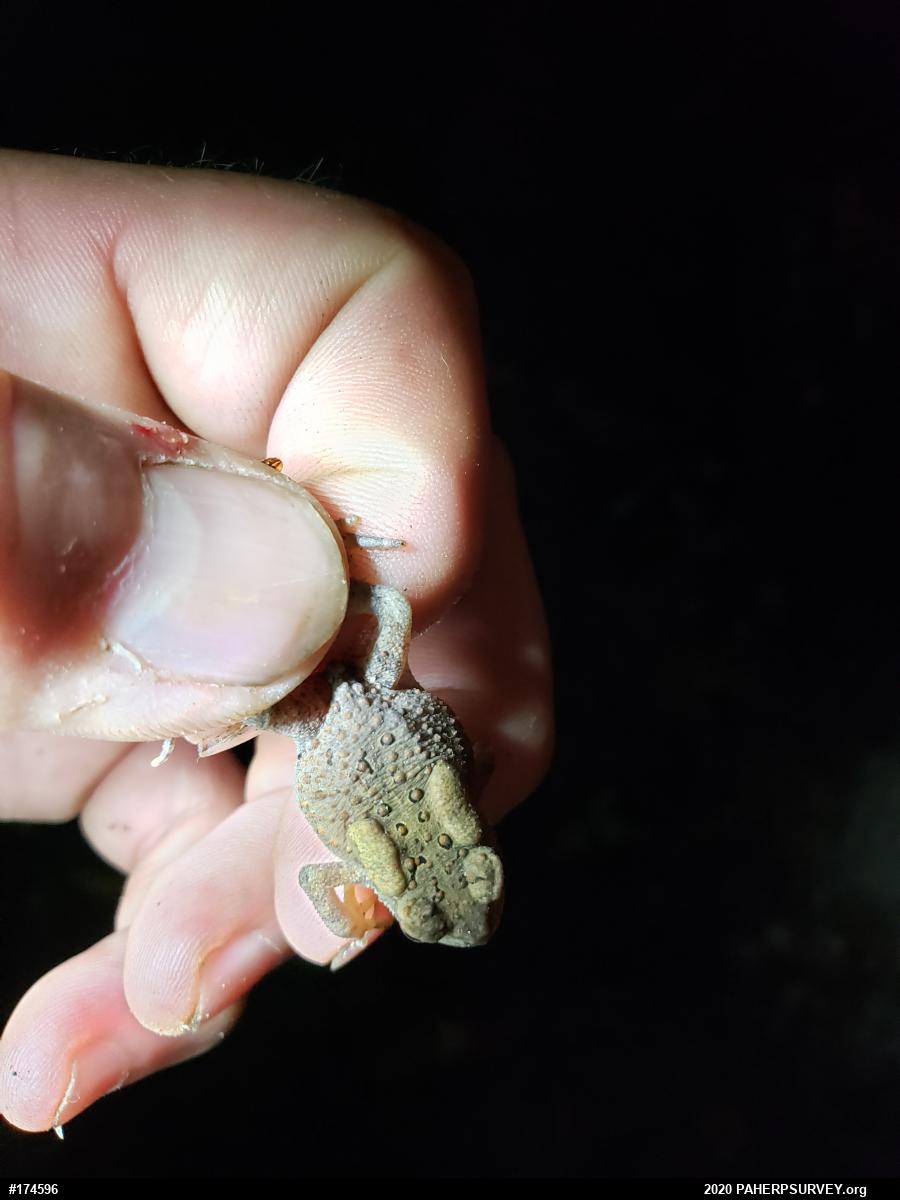 Eastern American Toad