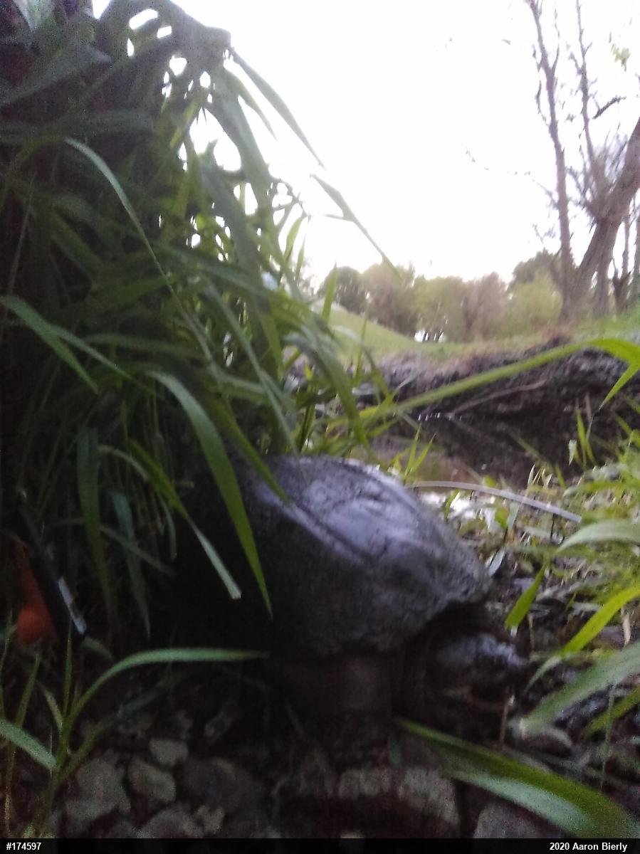 Snapping Turtle