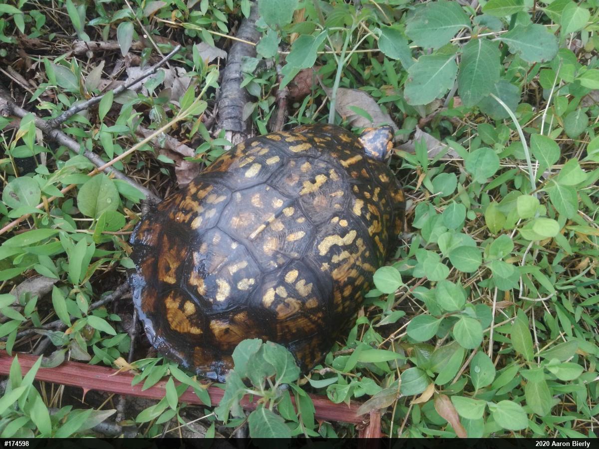 Eastern Box Turtle