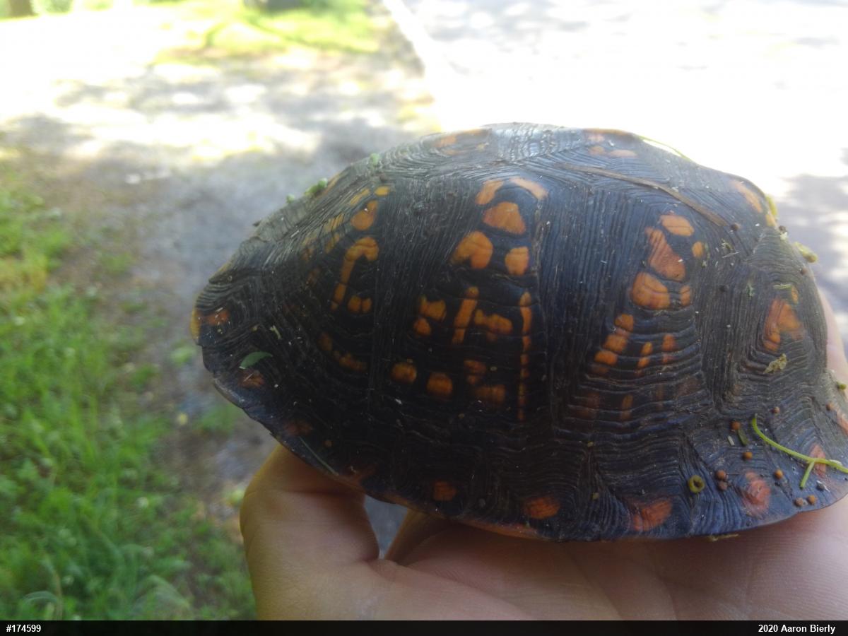 Eastern Box Turtle
