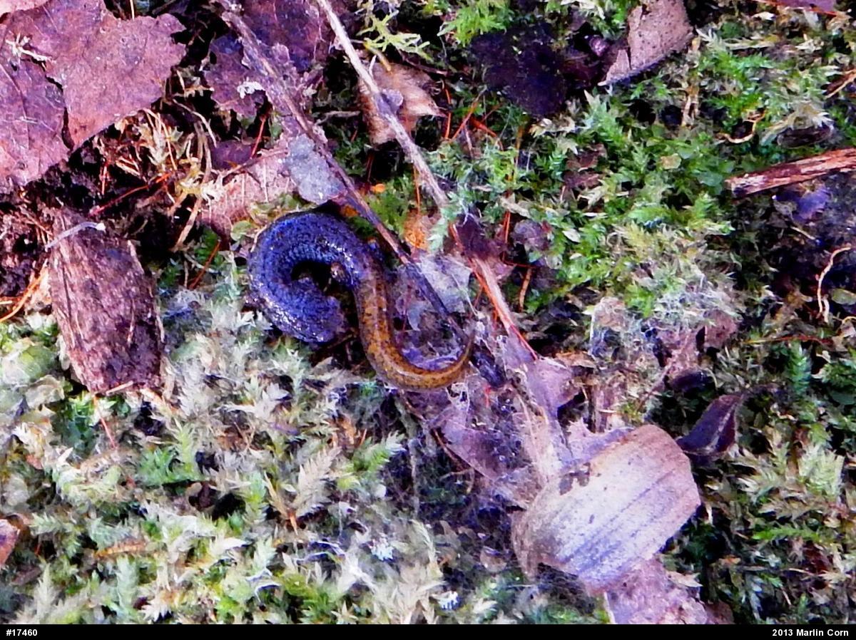 Four-toed Salamander