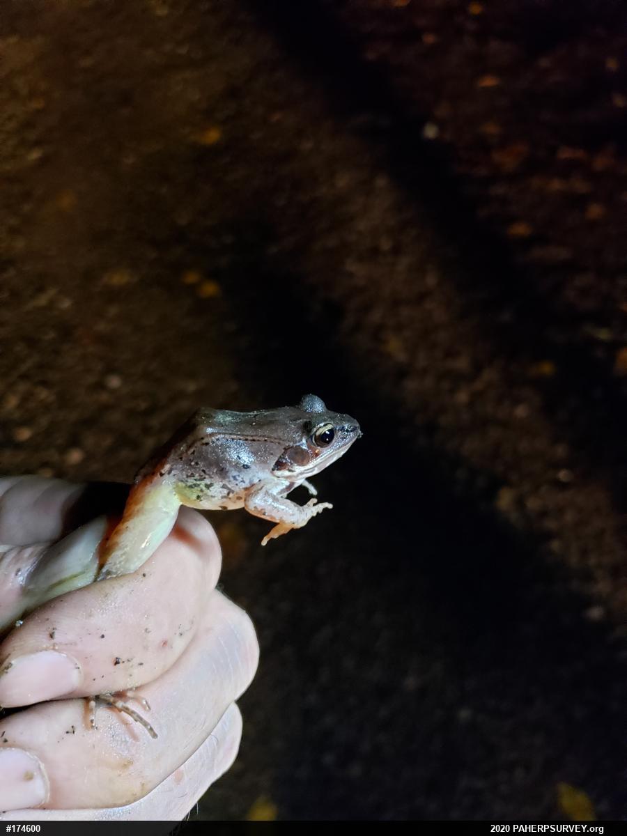 Wood Frog