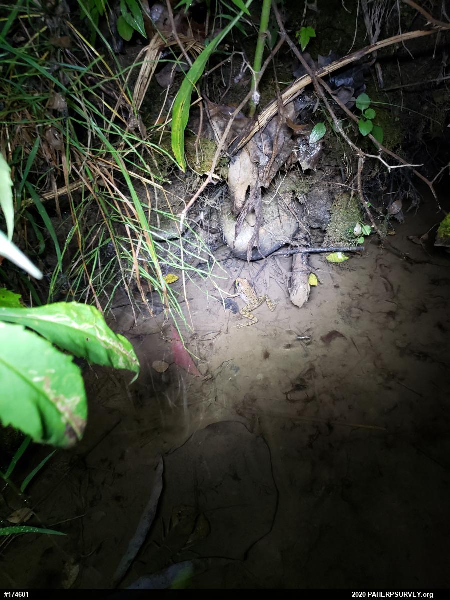 Green Frog