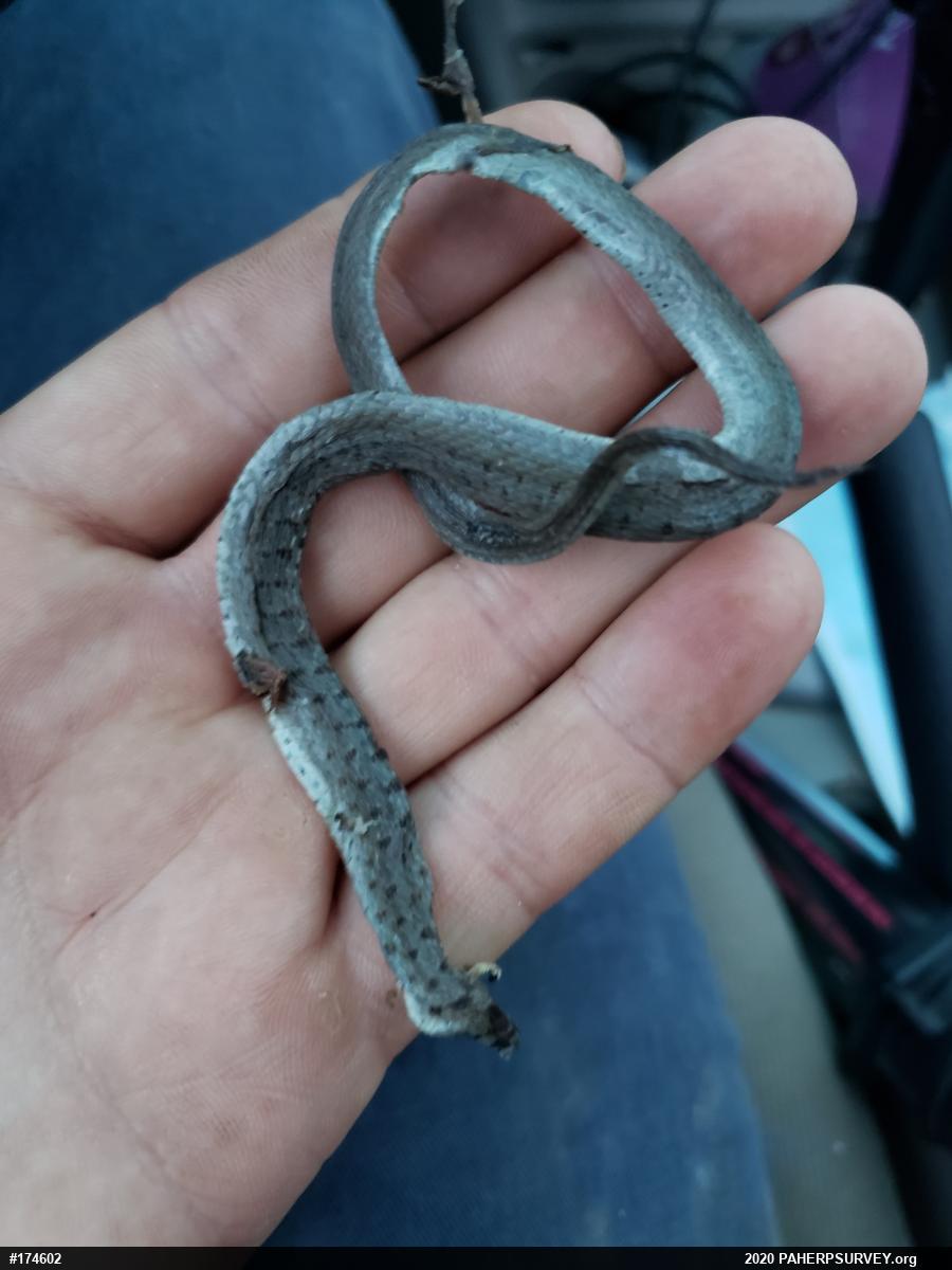 Dekay's Brownsnake
