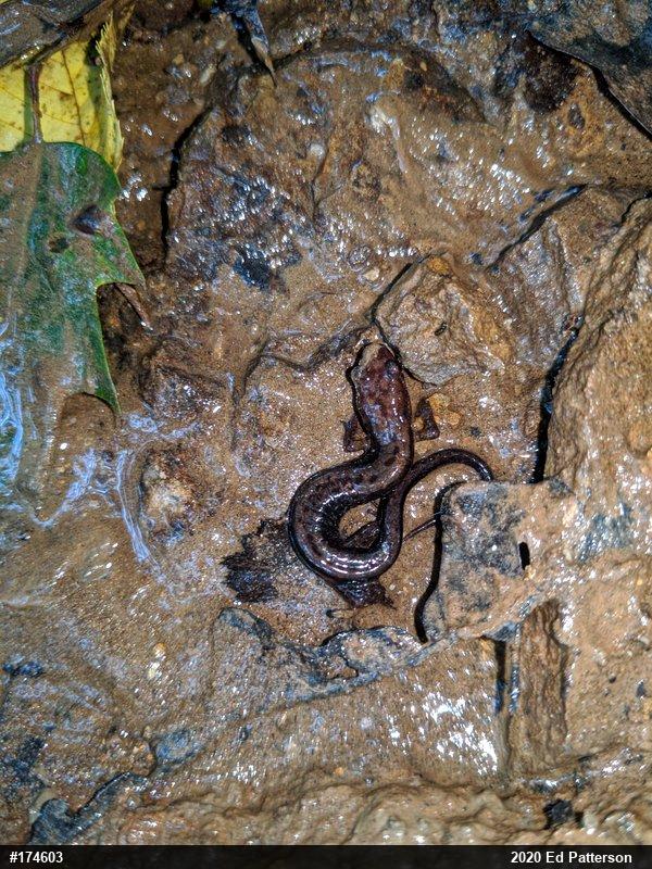 Allegheny Mountain Dusky Salamander