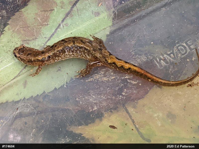 Northern Dusky Salamander