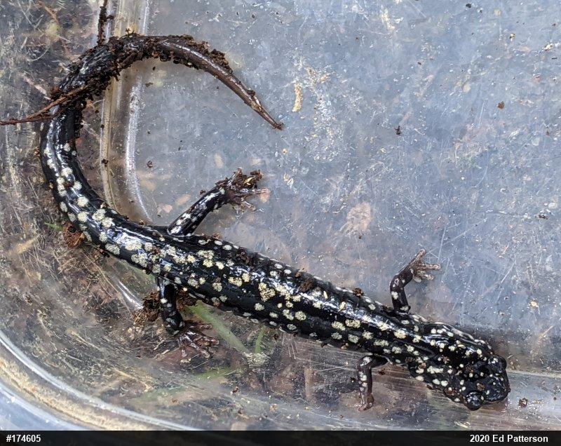 Northern Slimy Salamander