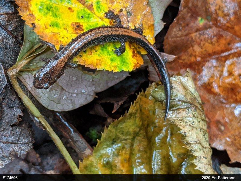 Eastern Red-backed  Salamander