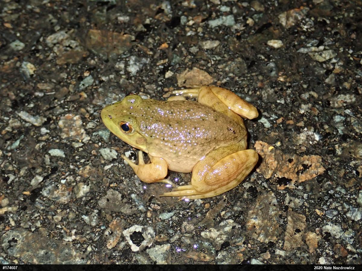 American Bullfrog