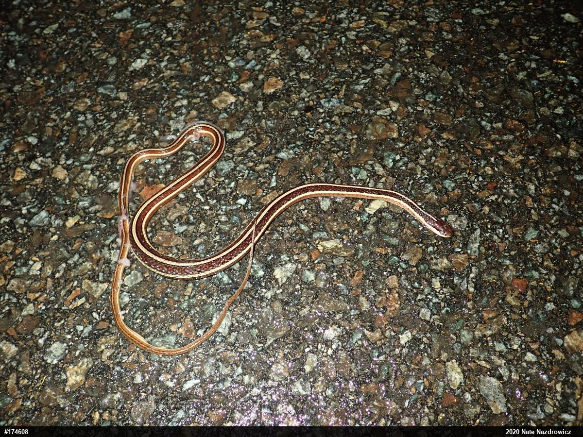 Eastern Ribbonsnake