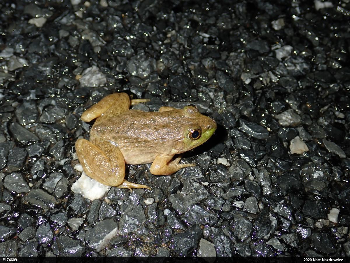 American Bullfrog