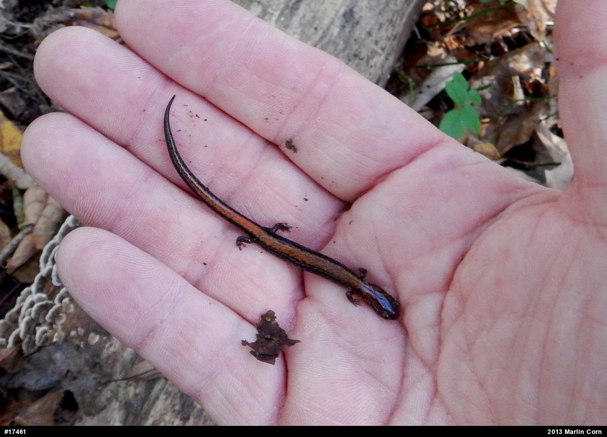Eastern Red-backed  Salamander