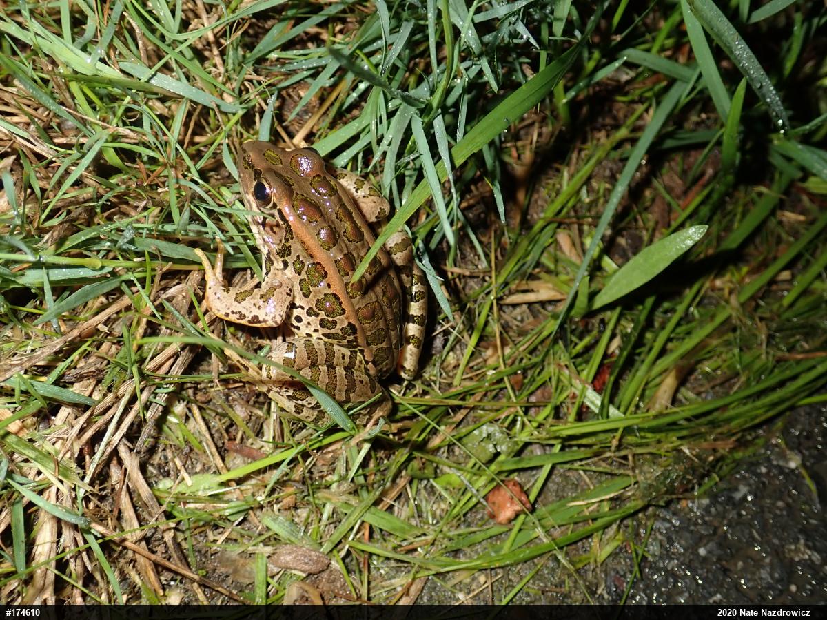 Pickerel Frog