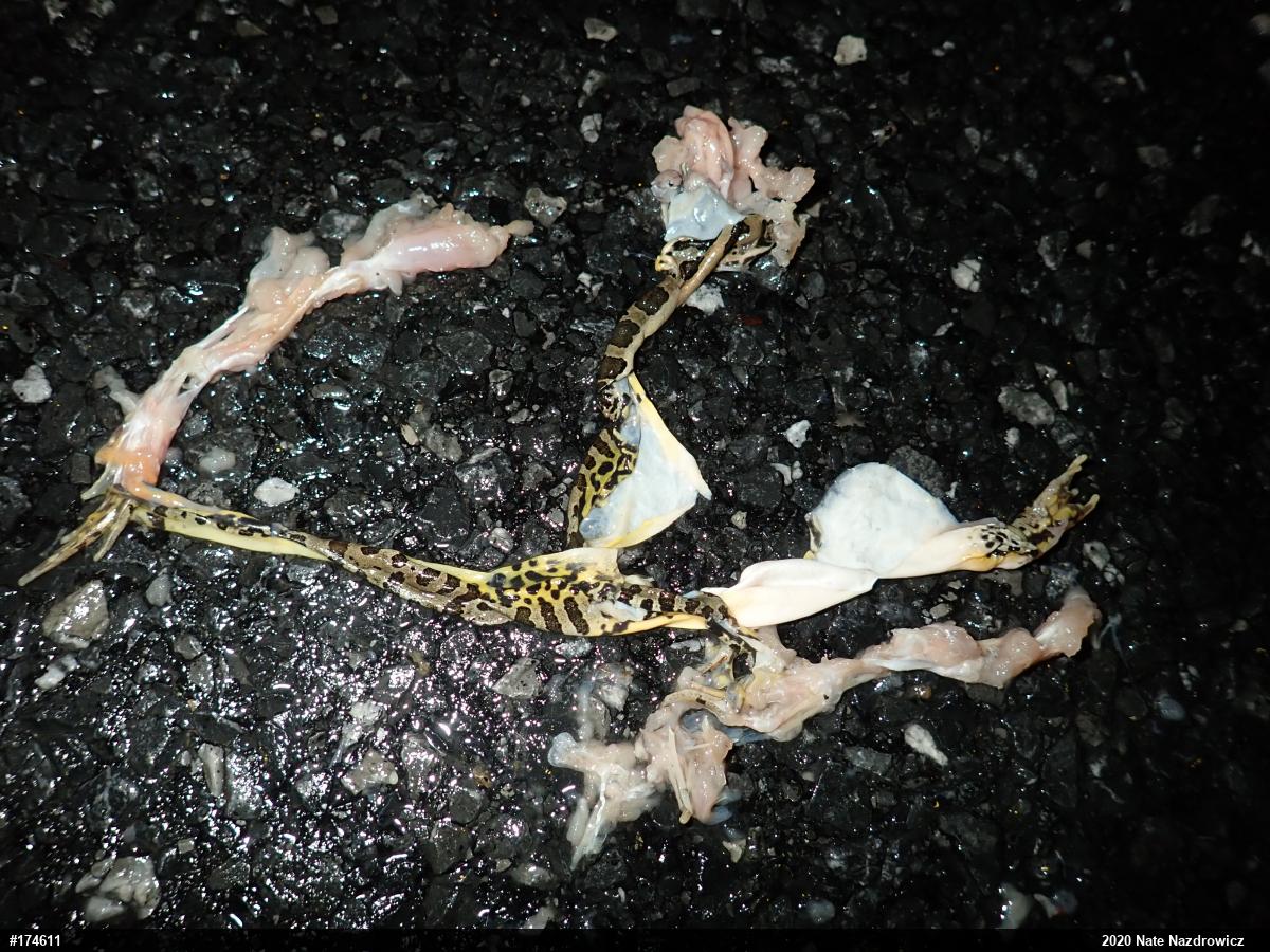 Pickerel Frog