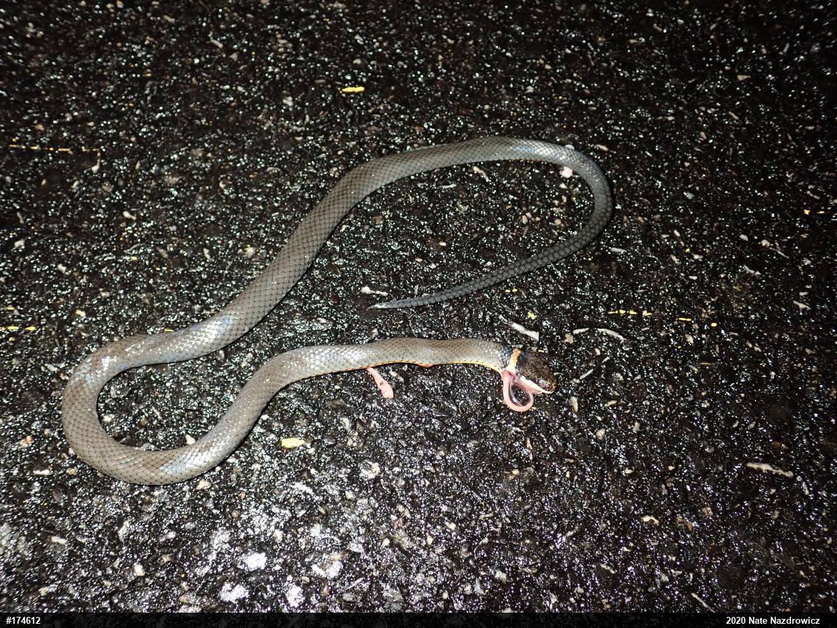 Northern Ring-necked Snake