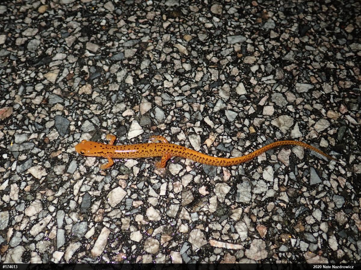 Eastern Long-tailed Salamander