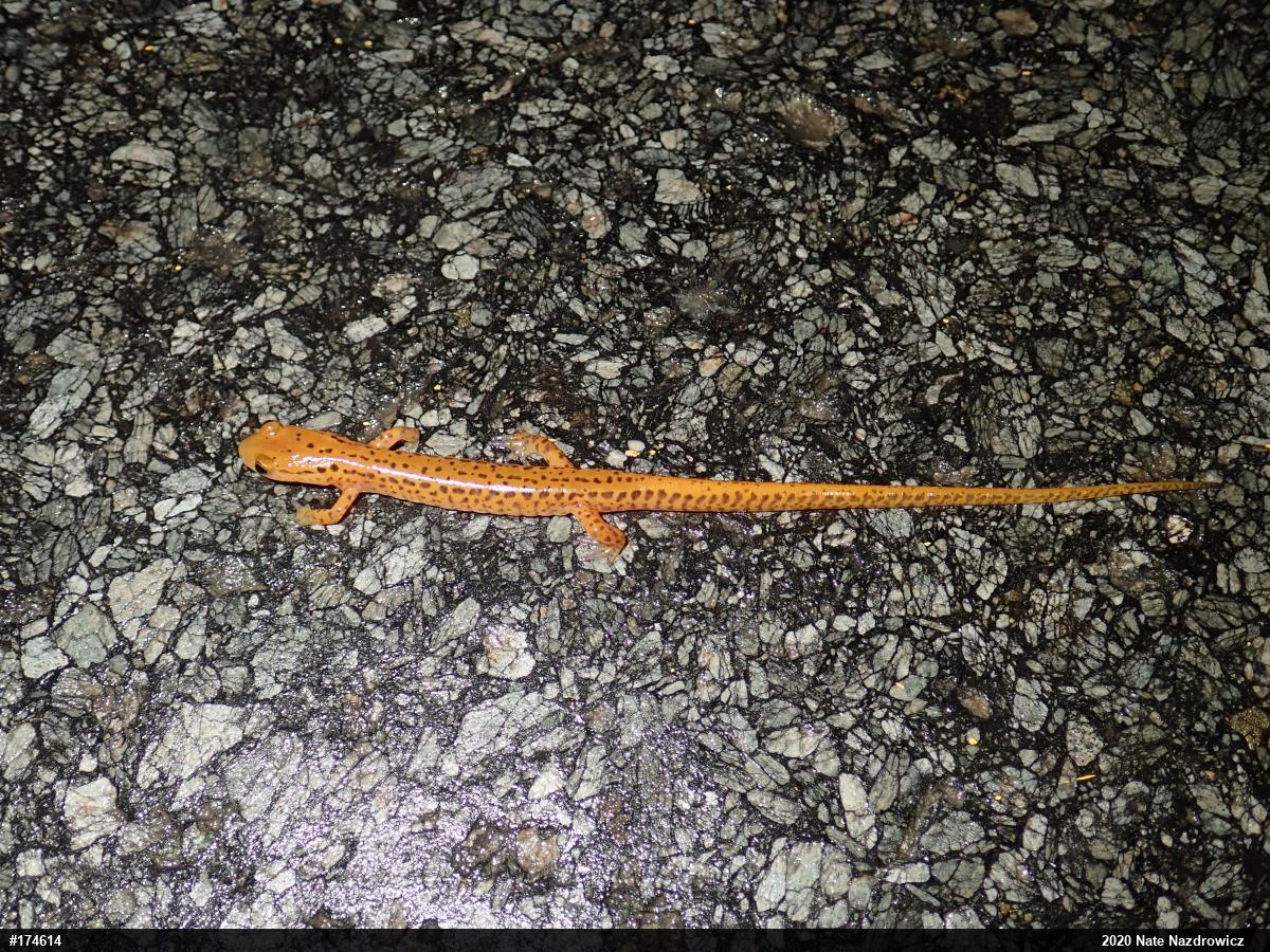 Eastern Long-tailed Salamander