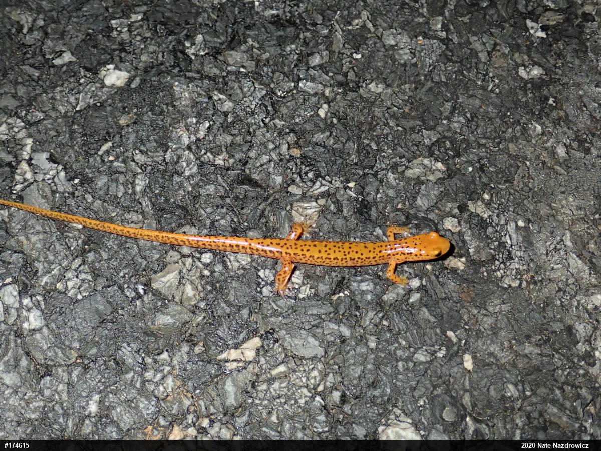 Eastern Long-tailed Salamander