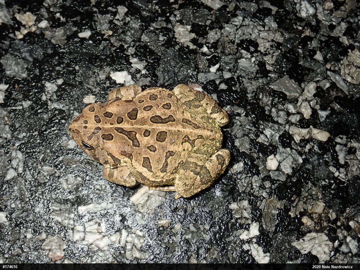 Fowler's Toad
