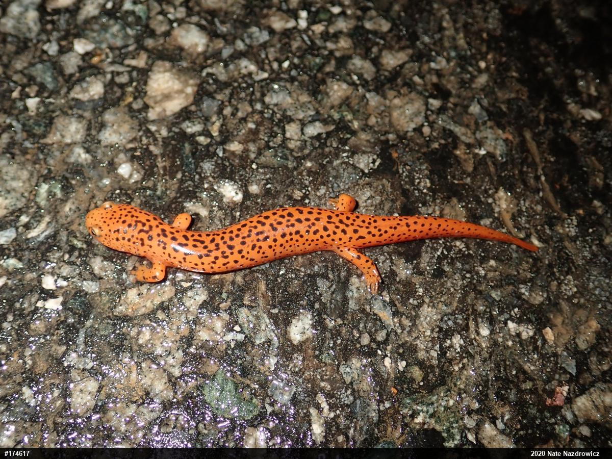Northern Red Salamander