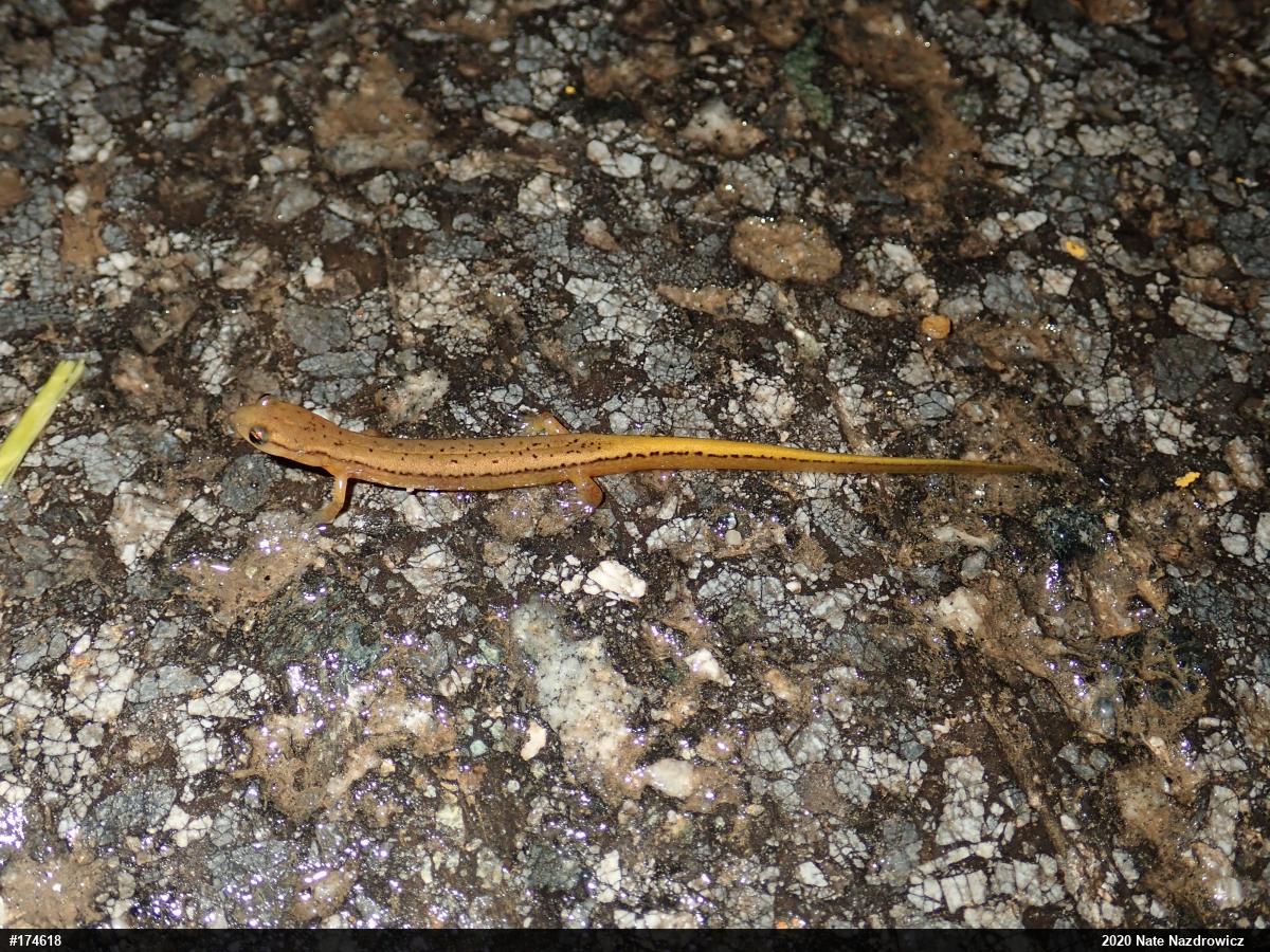 Northern Two-lined Salamander
