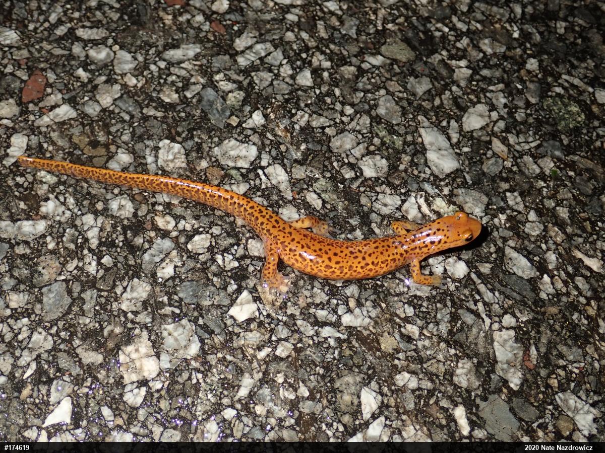 Eastern Long-tailed Salamander