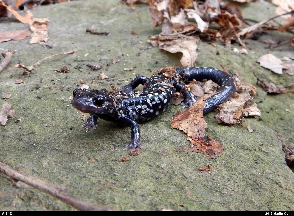 Northern Slimy Salamander