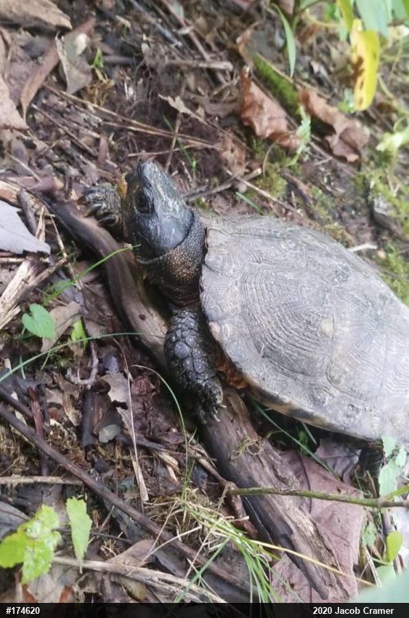 Wood Turtle