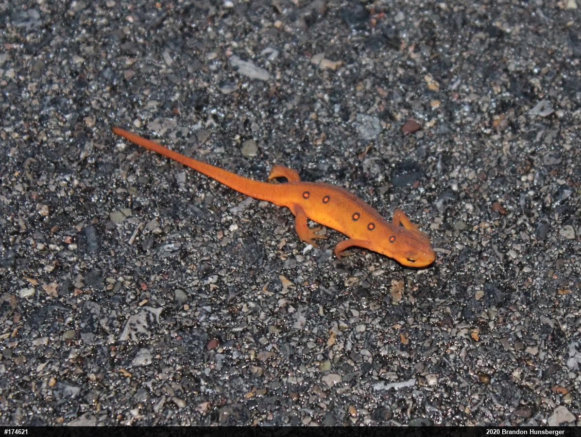 Red-spotted Newt
