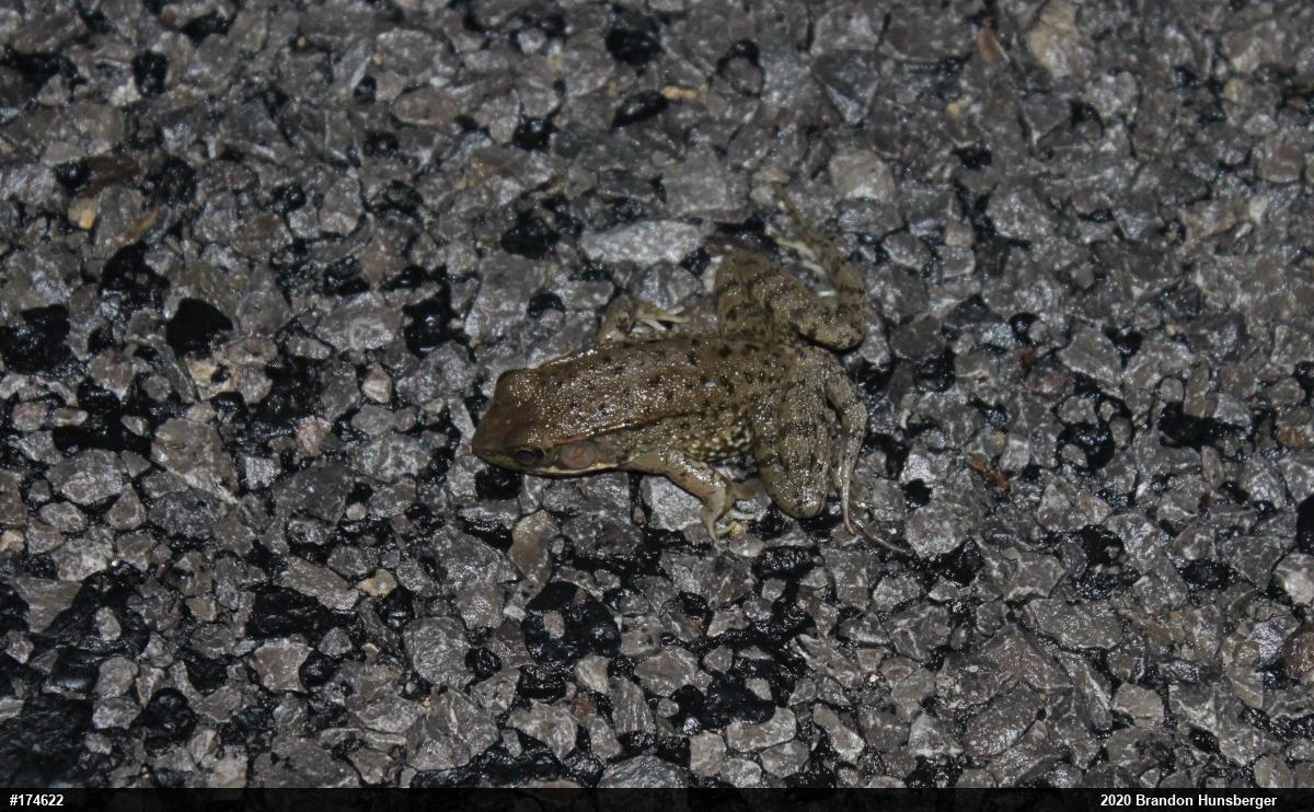 Green Frog